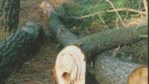 Въвеждат лимит за дървата за огрев на едно домакинство от