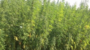 Откриха канабис в Памукчии