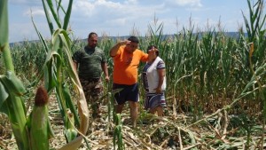 Диви прасета нанасят големи щети по земеделски ниви в Шуменско