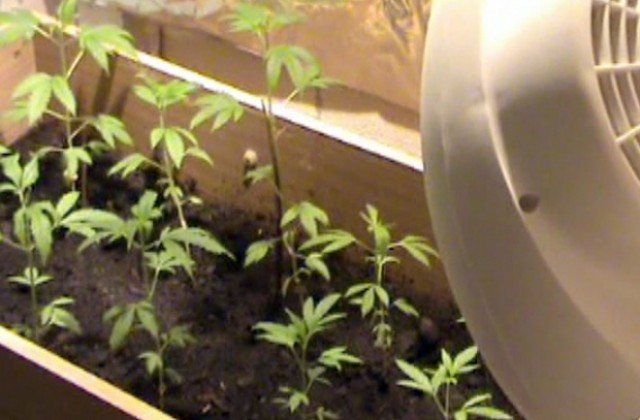 Откриха канабис в мъж от Слокощица и младеж от Дупница