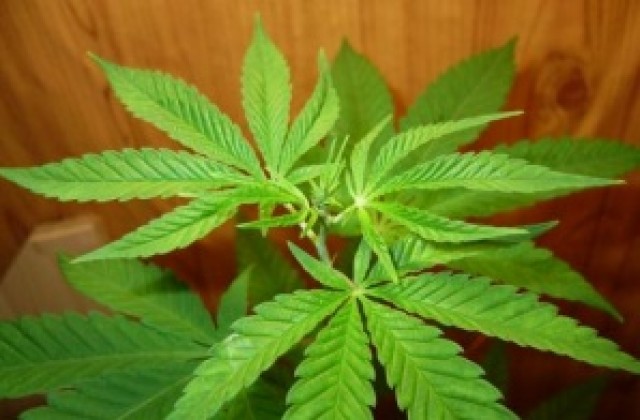 Младеж се опита да внесе дрога в арест