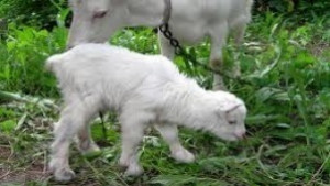 Откраднаха две ярета