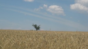 Слаба реколта от пшеница в община Сапарева баня