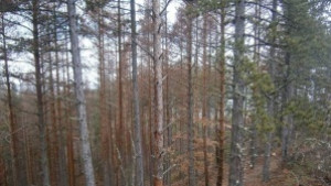 РИОСВ образува 12 административнонаказателни процедури