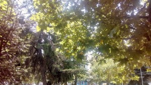 Премахват опасни борове зад сградата на полицията в Дупница