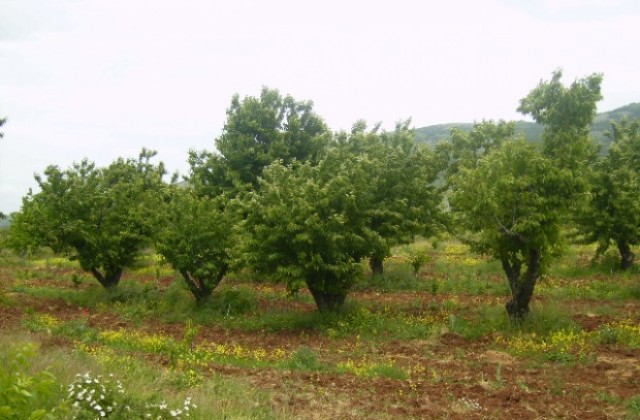 Близо 30 хектара овощни градини са без реколта от череши установиха проверки на ОД Земеделие- Кюстендил