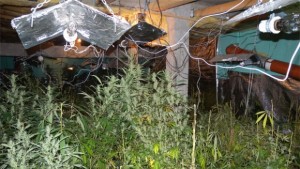 Откриха килограм канабис и техника за отглеждането му в Рилци