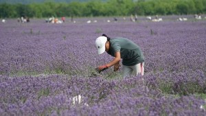 Отчитат ръст на наетите в земеделието с еднодневни договори