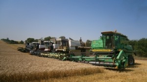Приключи жътвата на пшеница в Добричко