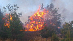 Голям пожар пламна в района на село Малко Шарково