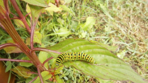 Слънчево с временни увеличения на облачността