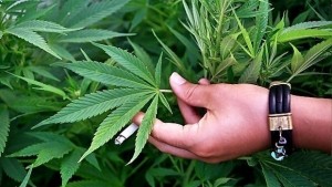 15годишен младеж се захванал с растениевъдство отглеждал коноп