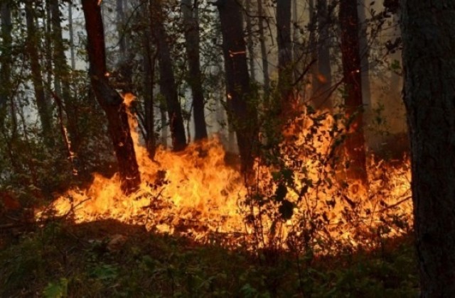 Голям пожар гори край Ардино, стихията е обхванала около 1000 дка борова гора