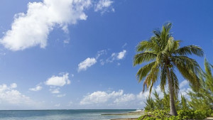 Пуснаха генно модифицирани комари на Каймановите острови