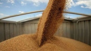 Приключи жътвата на пшеницата и ечемика в Стралджа