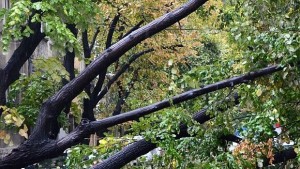 Паднало дърво размаза автомобил в Аспарухово