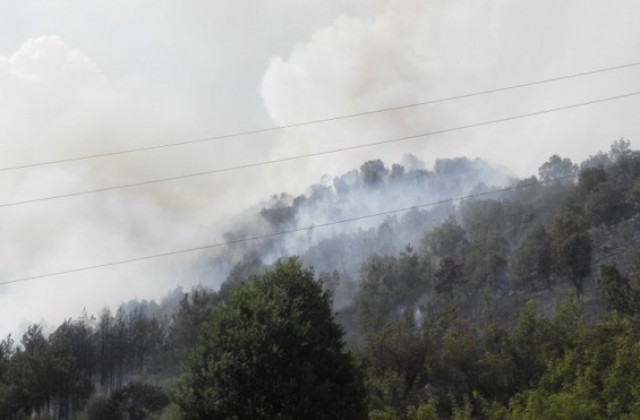Пожар вдигна на крак служители на 3 горски стопанства