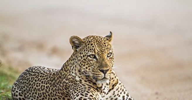 Леопард отвлече от дома му в Индия 3 годишно момченце което