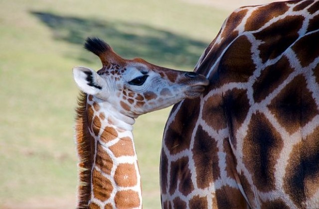 Малко жирафче опита да се разходи час след раждането (СНИМКИ/ВИДЕО)