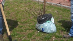 Югоизточно държавно предприятие Сливен залесява над 5 000 дка