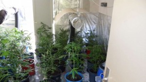 Една година затвор при строг режим за отглеждане на канабис