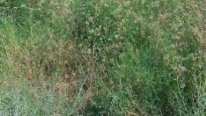 Община Стара Загора глоби фирма за строителни отпадъци в зелени