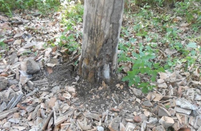 Материалите за посегателствата върху дървета край Бедечка са в прокуратурата