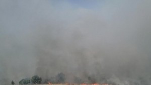 20 декара розови масиви изгоряха край Дълбоки