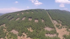 Прокуратурата се самосезира и проверява законна ли е сечта край