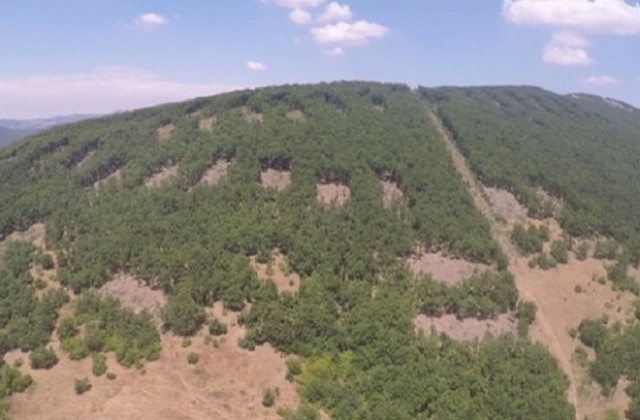 Прокуратурата се самосезира и проверява законна ли е сечта край с. Сърница