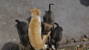 Котка осинови пет кученца