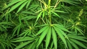 Откриха засаден коноп в двора на къща в Генерал Тошево