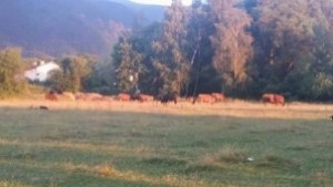 Провериха и сезират прокуратурата за стадото крави което преминава през