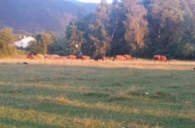 Провериха и сезират прокуратурата за стадото крави, което преминава през парка в Самораново