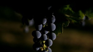 Учени събират полезните свойства на червеното вино в хапче