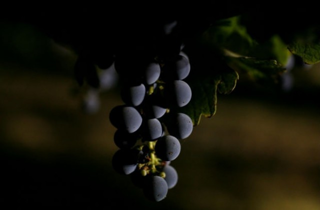 Учени събират полезните свойства на червеното вино в хапче
