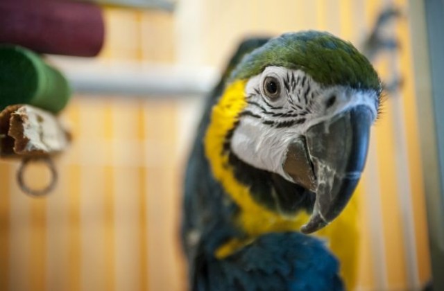 1000 папагала издъхнаха от безхаберие на летищни служители