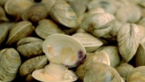 Бялата мида все потърсена