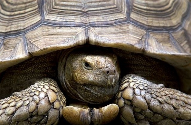 Природозащитници помагат на мигриращи костенурки