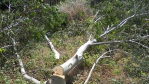 Санкционираха старозагорец заради отсечени орехи край река Бедечка