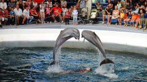 32 години делфинариум