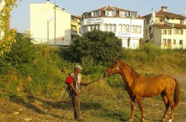 Акция срещу безстопанствените коне във Враца
