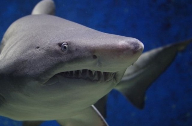 Гренландските акули доживяват до 400-годишна възраст