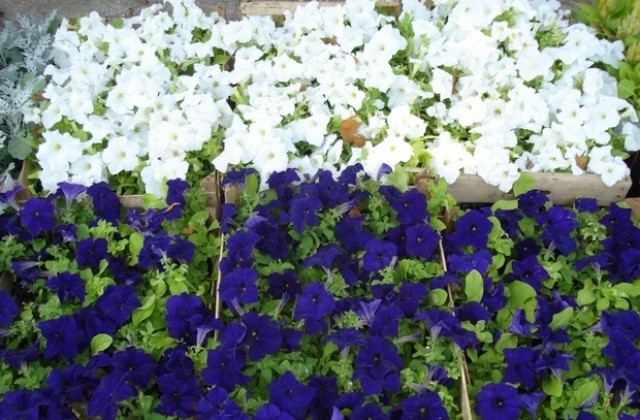 Повече от 150 летни цветя дари Паркстрой за новия параклис в Къртожабене