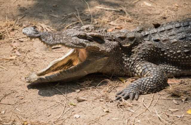 Алигатор отхапа ръката на жена в резерват в САЩ