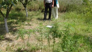 Откриха марихуана в дома на баба от Смочево