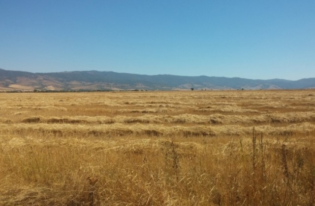 350 кг от дка пшеница в дупнишко, увеличават се площите с рапица
