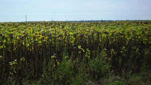 Пожарникарите спасиха жилищни и земеделски имоти в Силистренско