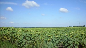 Лоши очаквания за реколтата от слънчоглед заради сушата