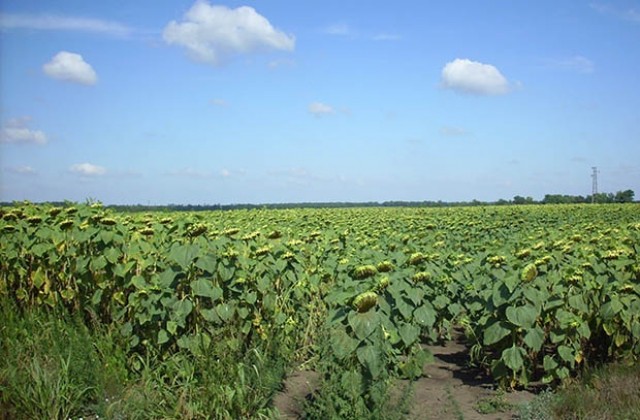 Лоши очаквания за реколтата от слънчоглед заради сушата